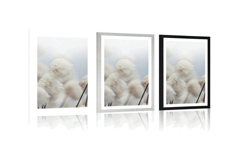 PLAKAT S PASPARTUOM ARKTIČKI CVJETOVI PAMUKA - CVIJEĆE - PLAKATI