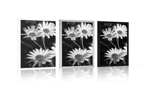 AFFICHE – MARGUERITES DANS LE JARDIN EN NOIR ET BLANC - NOIR ET BLANC - AFFICHES