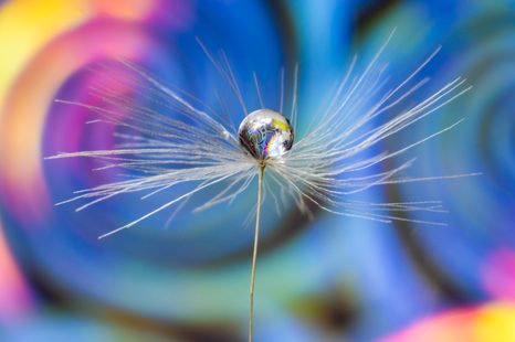 OBRAZ KVAPKA ROSY NA FAREBNOM POZADÍ - OBRAZY KVETOV - OBRAZY