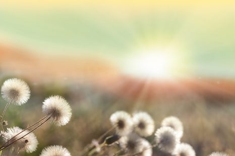 SAMOLEPÍCÍ FOTOTAPETA PANORAMA KVETOUCÍ LOUKY - SAMOLEPÍCÍ TAPETY - TAPETY