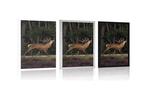 PLAGÁT MAJESTÁTNY JELEŇ - ZVIERATÁ - PLAGÁTY