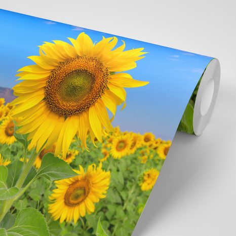 SELF ADHESIVE WALL MURAL FIELD OF SUNFLOWERS - SELF-ADHESIVE WALLPAPERS - WALLPAPERS