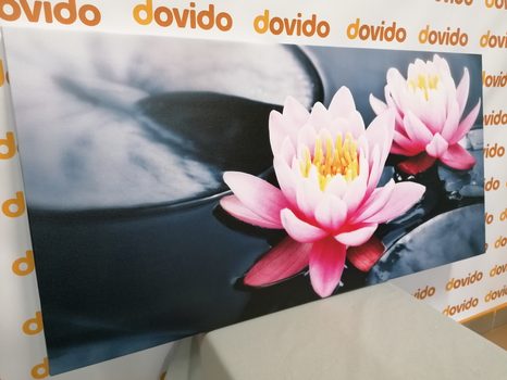 WANDBILD LOTOSBLÜTE IM SEE - BILDER BLUMEN - BILDER