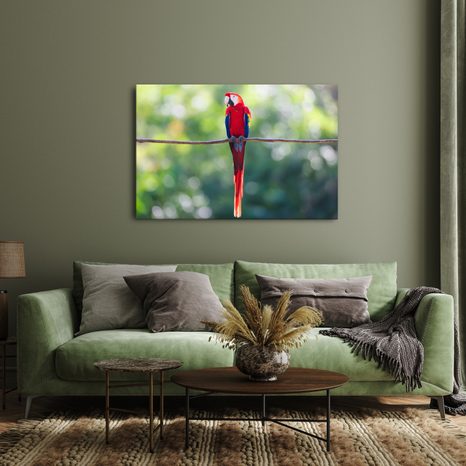OBRAZ PESTROBAREVNÝ PAPOUŠEK V DŽUNGLI - OBRAZY PTÁCI - OBRAZY