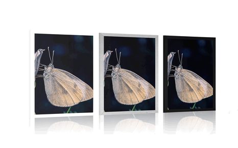 PLAKAT METULJ NA CVETU - ŽIVALI - PLAKATI