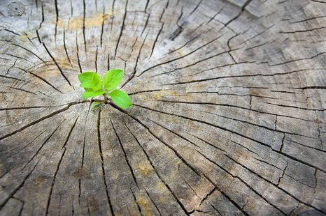 FOTOTAPETE GEBURT NEUEN LEBENS - TAPETEN MIT NATURMOTIVEN - TAPETEN