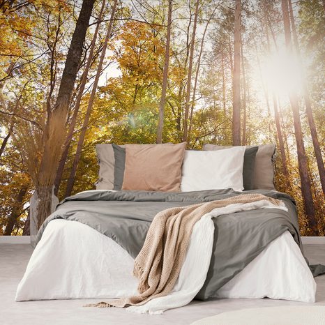 CARTA DA PARATI – FORESTA NEI COLORI AUTUNNALI - CARTA DA PARATI NATURA - CARTA DA PARATI