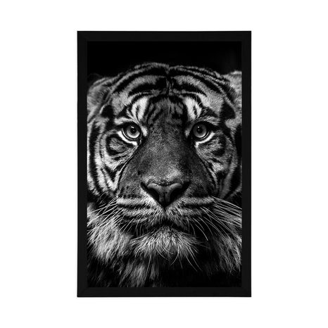 POSTER TIGER IN SCHWARZ-WEISS - SCHWARZ-WEISS - POSTER