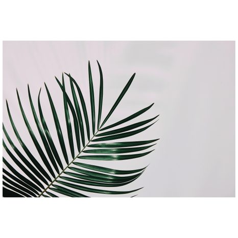 FOTOTAPETA NÁDHERNÝ PALMOVÝ LIST - TAPETY PŘÍRODA - TAPETY