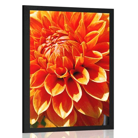 PLAGÁT ORANŽOVÁ DÁLIA - KVETY - PLAGÁTY