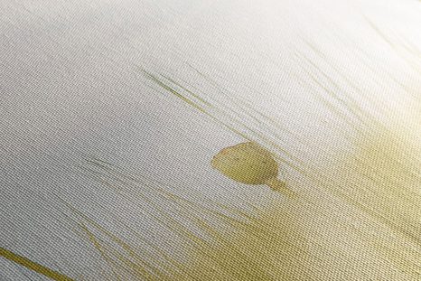 ΕΙΚΌΝΑ ΆΓΡΙΑΣ ΠΑΠΑΡΟΎΝΑΣ - ΠΊΝΑΚΕΣ ΑΠΌ ΛΟΥΛΟΎΔΙΑ - ΠΊΝΑΚΕΣ