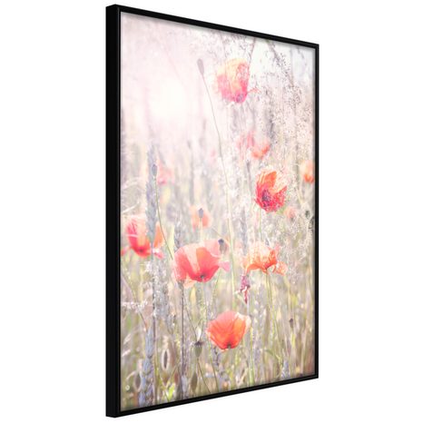 POSTER - POPPIES