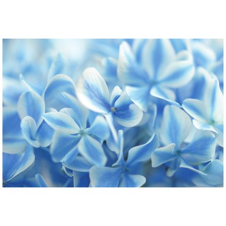 CARTA DA PARATI AUTOADESIVA – ORTENSIE CELESTI - CARTA DA PARATI AUTOADESIVE - CARTA DA PARATI