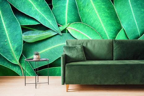 FOTOTAPETA LISTY EUCALYPTU - TAPETY PŘÍRODA - TAPETY