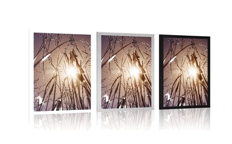 PLAKÁT POLNÍ TRÁVA - PŘÍRODA - PLAKÁTY