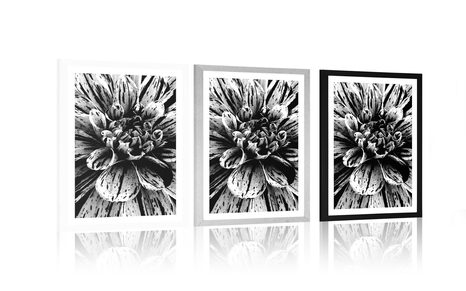 AFFICHE AVEC PASSE-PARTOUT – DAHLIA EXOTIQUE EN NOIR ET BLANC - NOIR ET BLANC - AFFICHES