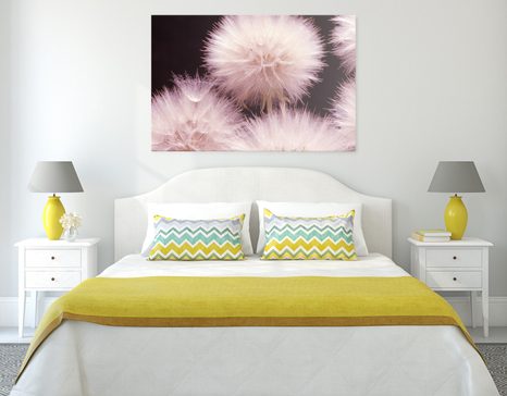 OBRAZ PAMPELIŠKA NA TMAVÉM PODKLADU - OBRAZY KVĚTŮ - OBRAZY