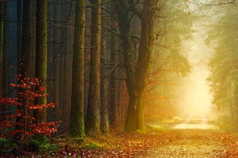 SLIKA GOZDNA POT - SLIKE NARAVE IN POKRAJINE - SLIKE