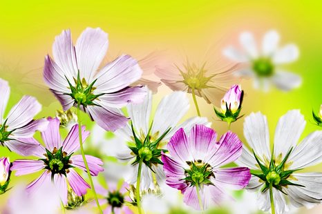 TAPETA ZAHRADNÍ KVĚTINY - TAPETY KVĚTINY - TAPETY