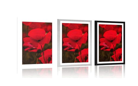 PLAKAT S PASPARTUOM POLJE MAKOVA TURČINJAKA - CVIJEĆE - PLAKATI