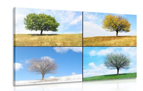 CANVAS PRINT TREE IN SEASONS - PICTURES OF NATURE AND LANDSCAPE - PICTURES