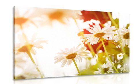 CANVAS PRINT MAGICAL DAISIES - PICTURES FLOWERS - PICTURES