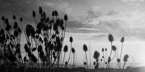 SLIKA TRAVA NA POLJU V ČRNOBELI IZVEDBI - ČRNOBELE SLIKE - SLIKE