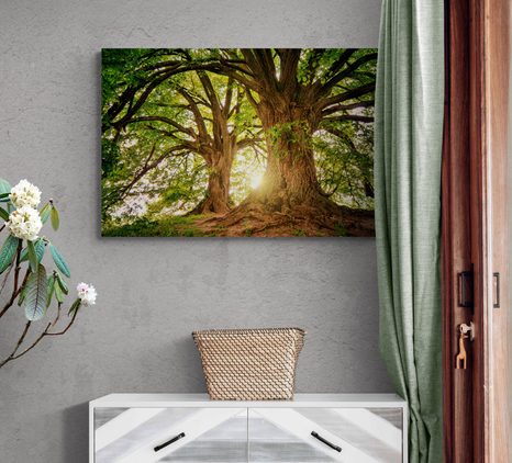 WANDBILD MAJESTÄTISCHE BÄUME - BILDER - 🔥 TOTALAUSVERKAUF