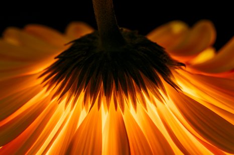 WANDBILD GERBERA AUF DUNKLEM HINTERGRUND - BILDER BLUMEN - BILDER