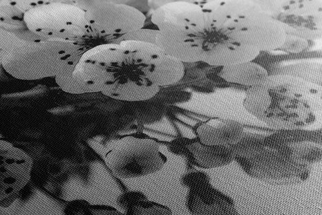 WANDBILD BLÜHENDER KIRSCHBLÜTENZWEIG IN SCHWARZ-WEISS - SCHWARZ-WEISSE BILDER - BILDER