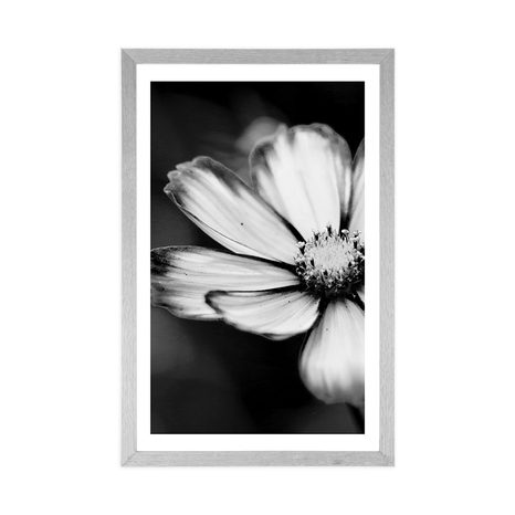 POSTER WITH MOUNT GARDEN COSMOS FLOWER IN BLACK AND WHITE - BLACK AND WHITE - POSTERS
