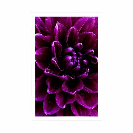 PLAGÁT PURPUROVO-FIALOVÝ KVET - KVETY - PLAGÁTY