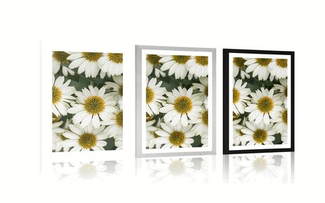 POSTER – FIORI CURATIVI DI CAMOMILLA - FIORI - POSTER