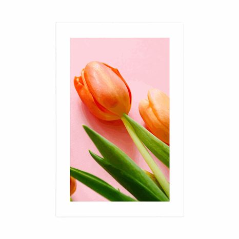 POSTER MIT PASSEPARTOUT ELEGANTE TULPEN - BLUMEN - POSTER