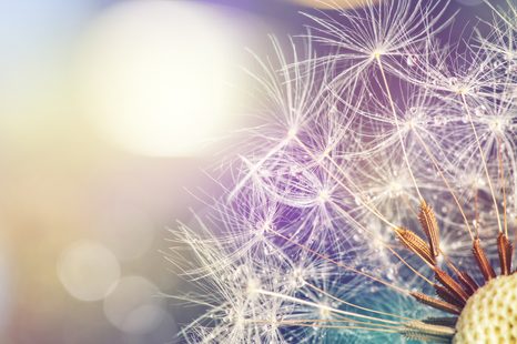 STAMPA SU TELA – VISTA DETTAGLIATA DEL DENTE DI LEONE - QUADRI DI FIORI - STAMPE E QUADRI