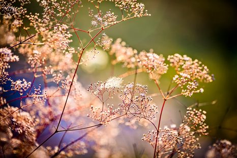 FOTOTAPET NATURA MOARTĂ DIN FLORI - TAPET NATURĂ - TAPETURI