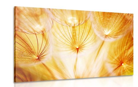 CANVAS PRINT ABSTRACT DANDELION - PICTURES FLOWERS - PICTURES