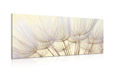 OBRAZ PAMPELIŠKOVÉ SEMENA - OBRAZY - TOTÁLNÍ VÝPRODEJ 🔥