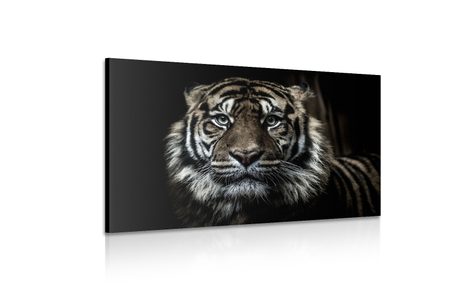 QUADRO SU TELA – TIGRE - 🔥 SVENDITA TOTALE