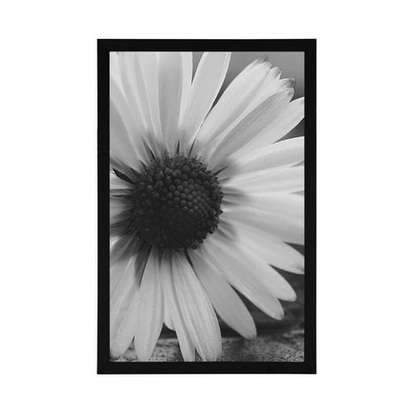 PLAKÁT NÁDHERNÁ SEDMIKRÁSKA V ČERNOBÍLÉM PROVEDENÍ - ČERNOBÍLÉ - PLAKÁTY