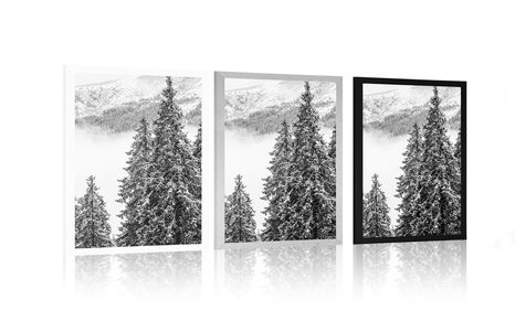 POSTER – ALBERI DI PINO INNEVATI IN BIANCO E NERO - NERO E BIANCO - POSTER