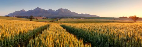 CANVAS PRINT SUNSET OVER A WHEAT FIELD - PICTURES OF NATURE AND LANDSCAPE - PICTURES