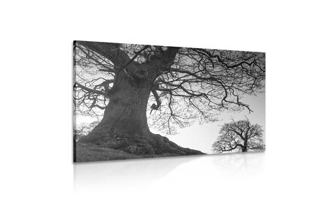 SLIKA SIMBIOZA DREVES V ČRNOBELI IZVEDBI - ČRNOBELE SLIKE - SLIKE