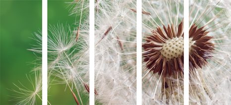 TABLOU 5-PIESE SEMINȚE DE PĂPĂDIE - TABLOU FLORI - TABLOURI