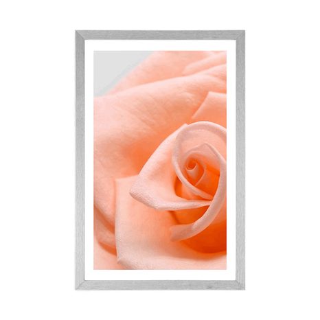 POSTER WITH MOUNT ROSE IN A PEACH SHADE - FLOWERS - POSTERS