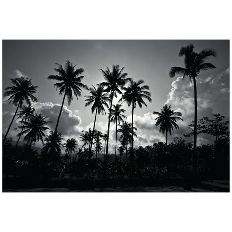 TAPETA KOKOSOVÉ PALMY NA PLÁŽI V ČERNOBÍLÉM - ČERNOBÍLÉ TAPETY - TAPETY
