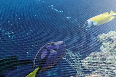 SLIKA TROPSKE RIBE - SLIKE MORSKA BITJA - SLIKE