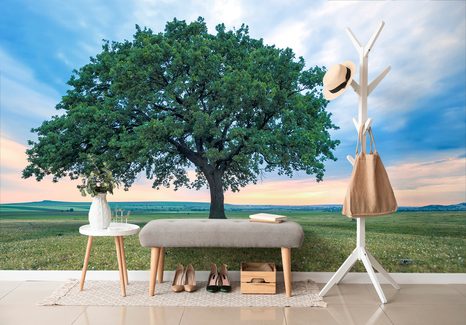 FOTOTAPETE ALLEINSTEHENDE EICHE - TAPETEN - 🔥 TOTALAUSVERKAUF