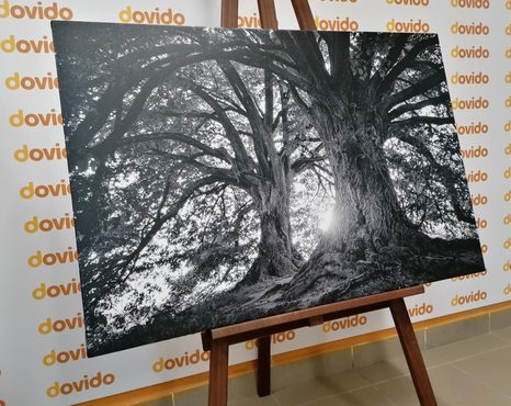 SLIKA ČRNOBELA VELIČASTNA DREVESA - ČRNOBELE SLIKE - SLIKE