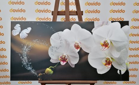 WANDBILD ORCHIDEE UND SCHMETTERLING - BILDER BLUMEN - BILDER